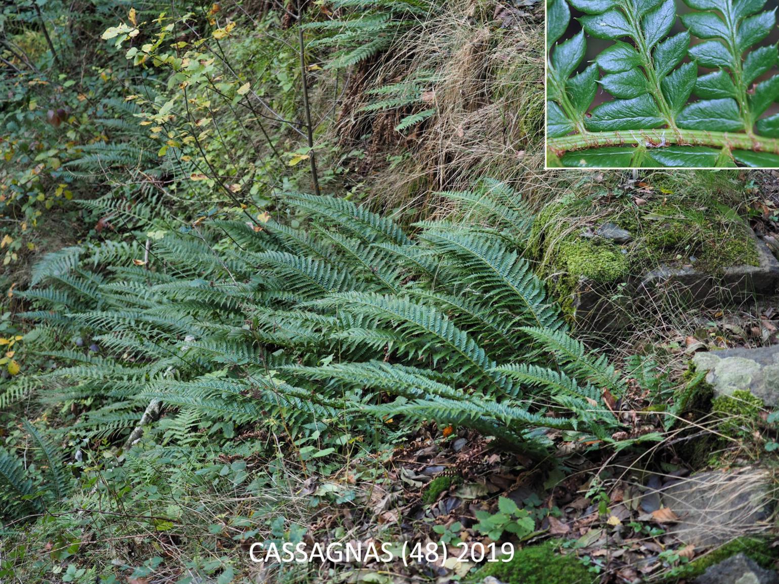 Fern, Hard Sheild